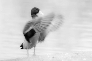Male Mallard Duck flapping his wings